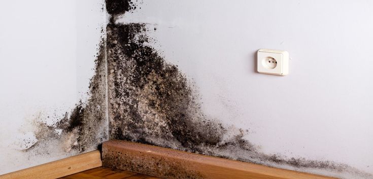 El moho negro, un hongo que prospera en ambientes húmedos y con poca ventilación, puede ser un problema común en muchos hogares.
