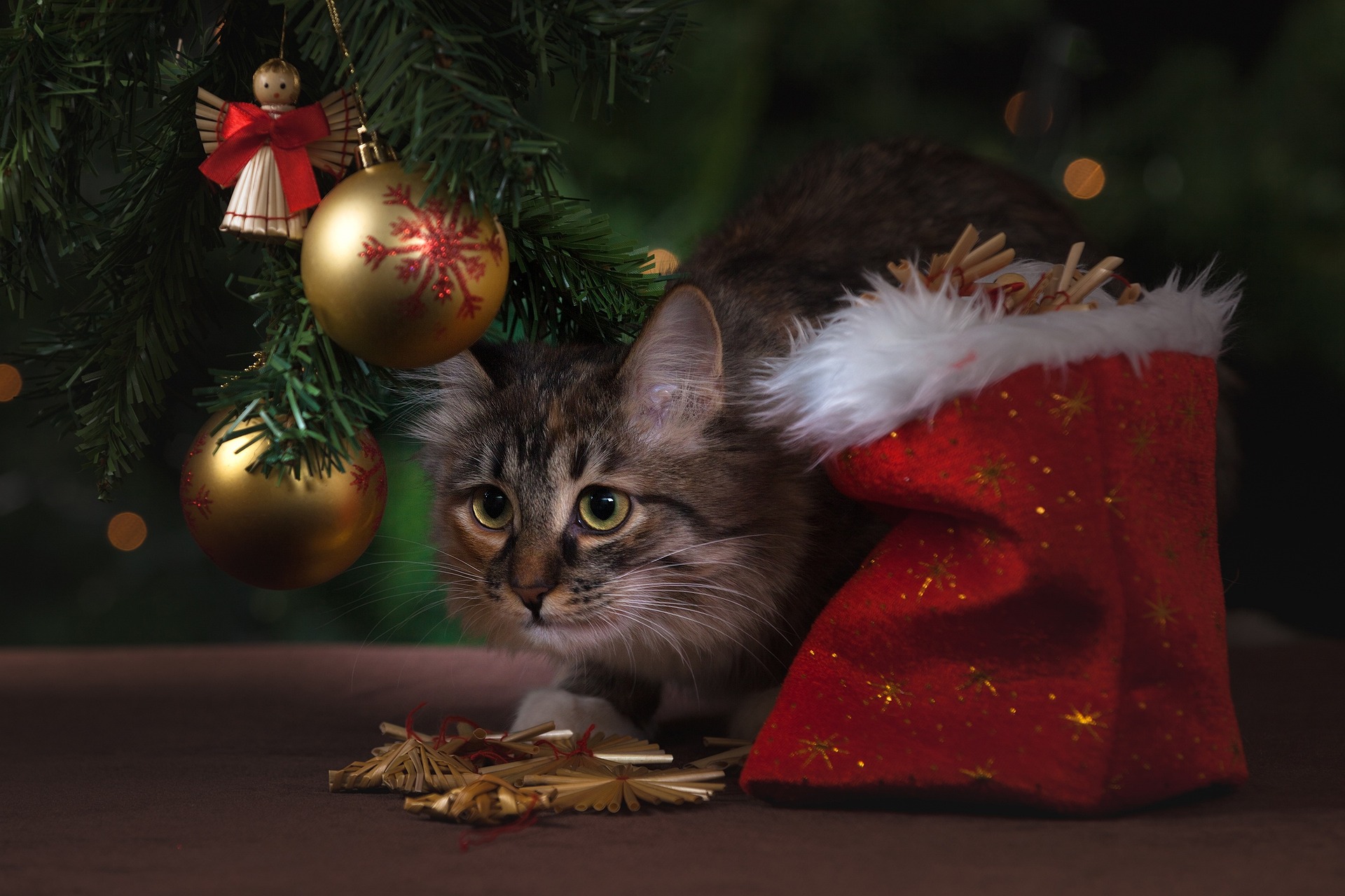 Gatos: ¿Por qué atacan el árbol de navidad y cómo evitar que lo hagan?