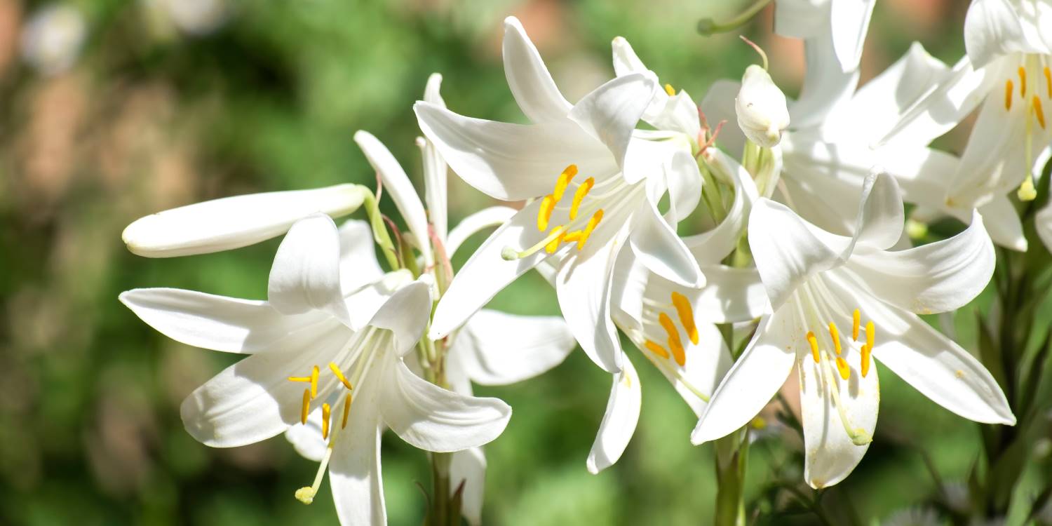 El Lilium candidum es una planta que ha perdurado a lo largo del tiempo, apreciada tanto por su estética como por sus usos medicinales.