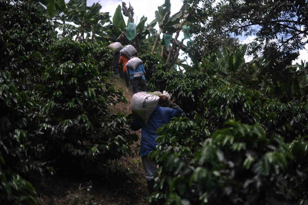 Café, a la espera de otro salvavidas