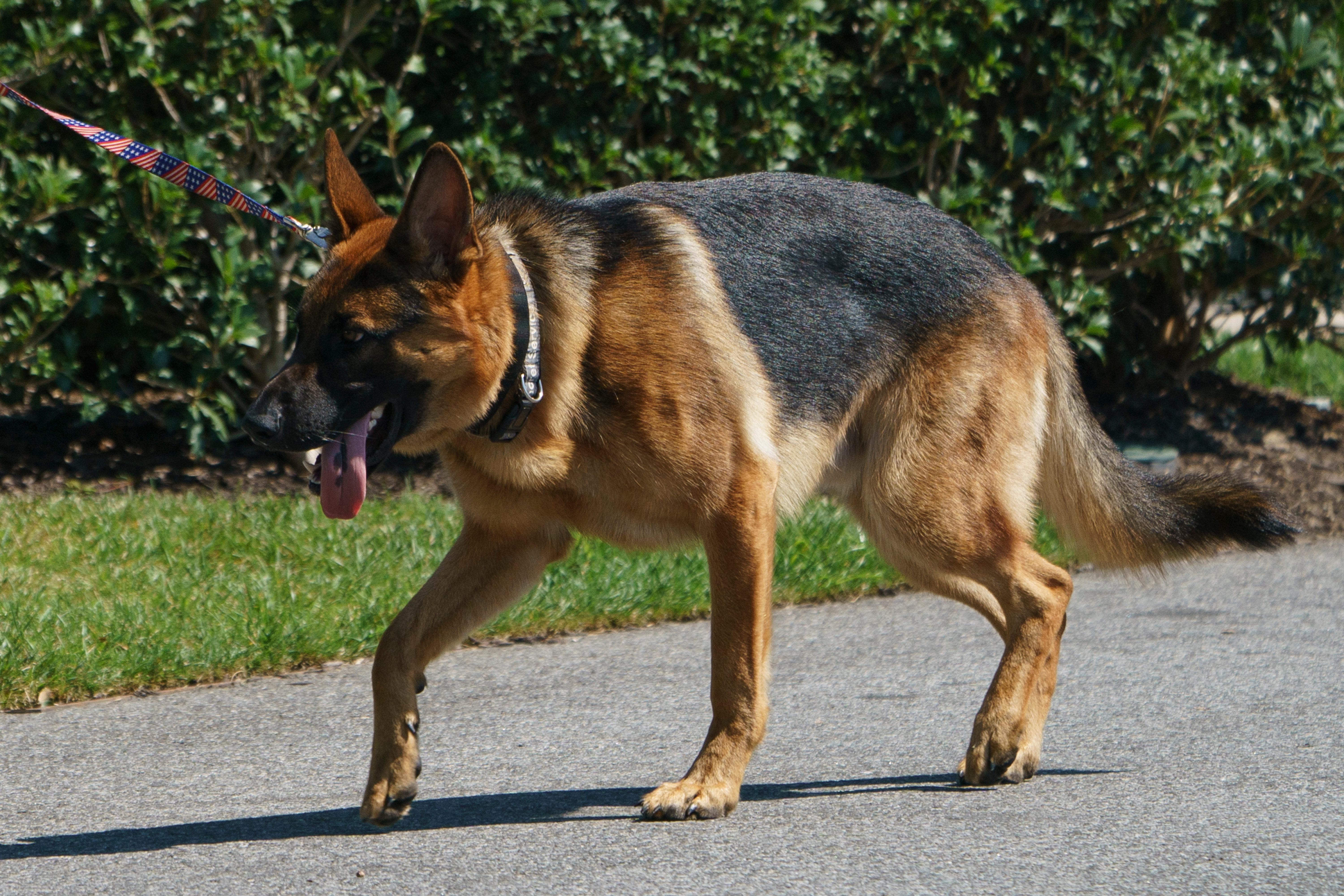 Commander, el perro de los Biden, deja la Casa Blanca tras varios incidentes
