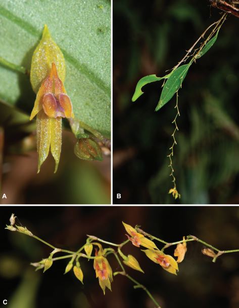 7.Lepanthes nubiamuñozana en honor a Nubia Muñoz Calero, una científica médica colombiana y figura clave en la investigación epidemiológica. /Juan Sebastian Moreno y equipo.