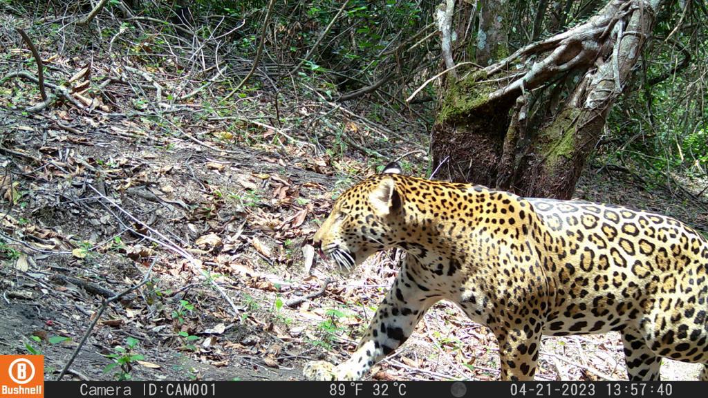 Se creía extinto, pero reapareció el jaguar en el río Cravo Sur, Casanare
