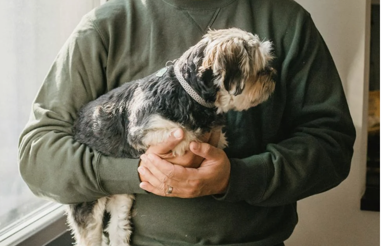 ¿Dejaría que su gato o perro done sangre? Así funciona la trasfusión en mascotas