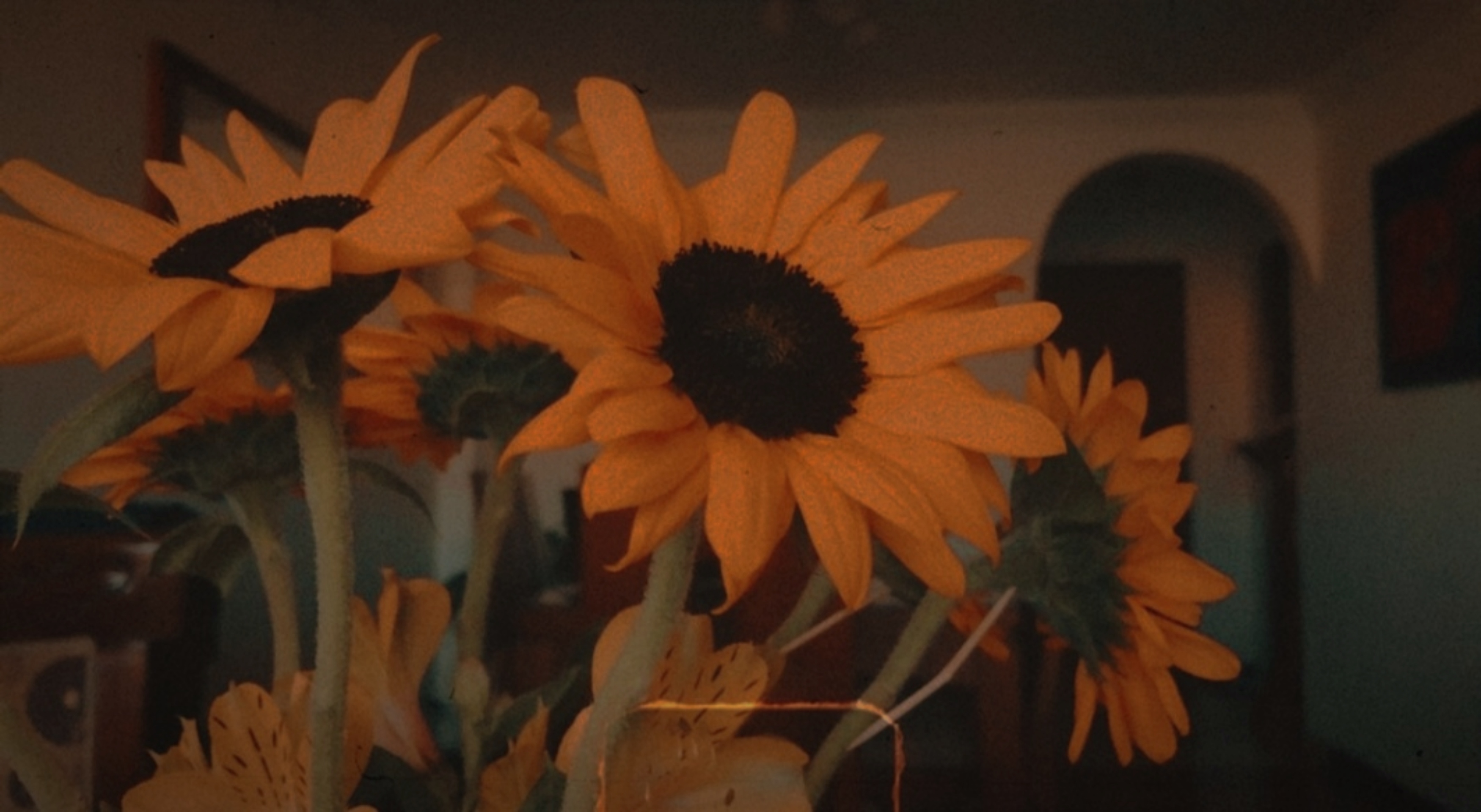 Girasol (Verso a verso)