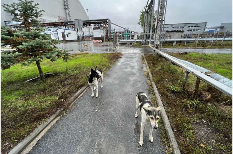 La inédita evolución genética de los perros de Chernóbil sigue siendo un misterio para la ciencia