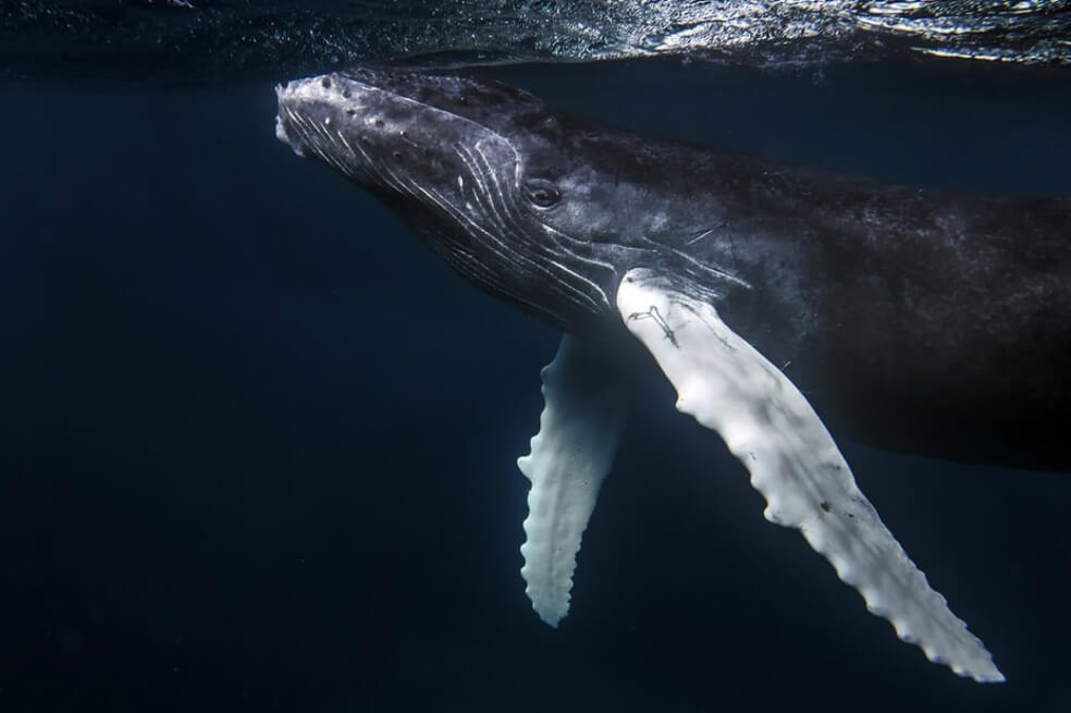 Investigación dice que mancha de agua caliente en el Pacífico pone en riesgo a ballenas jorobadas