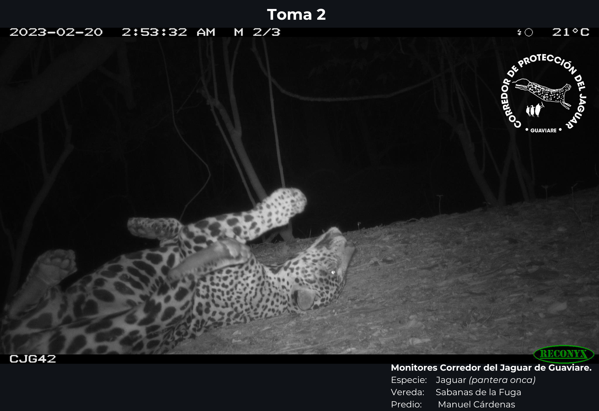 Colombia lanza primera red nacional de monitoreo de biodiversidad, ¿cómo funciona?