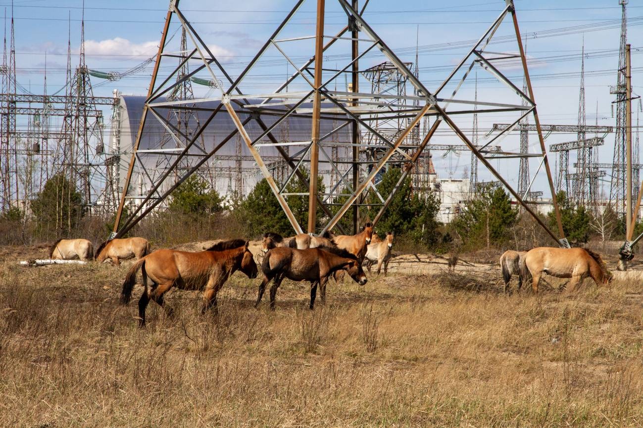 La guerra de Ucrania modifica el comportamiento de la fauna en Chernóbil.