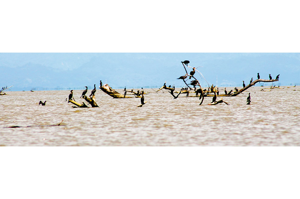 La frontera del tigre