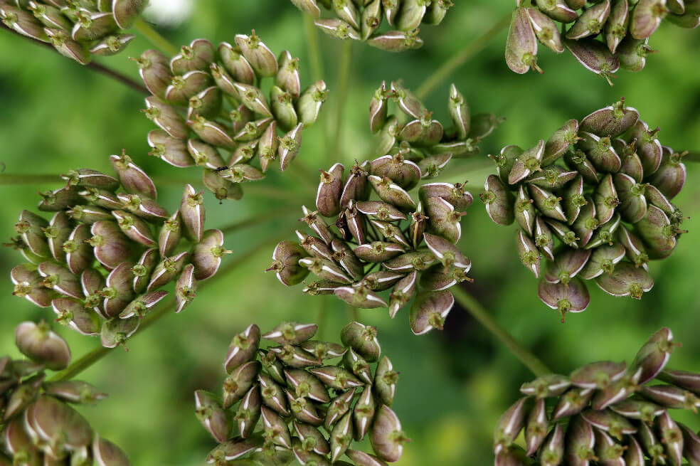 En los últimos 250 años, los humanos acabaron con 571 especies de plantas