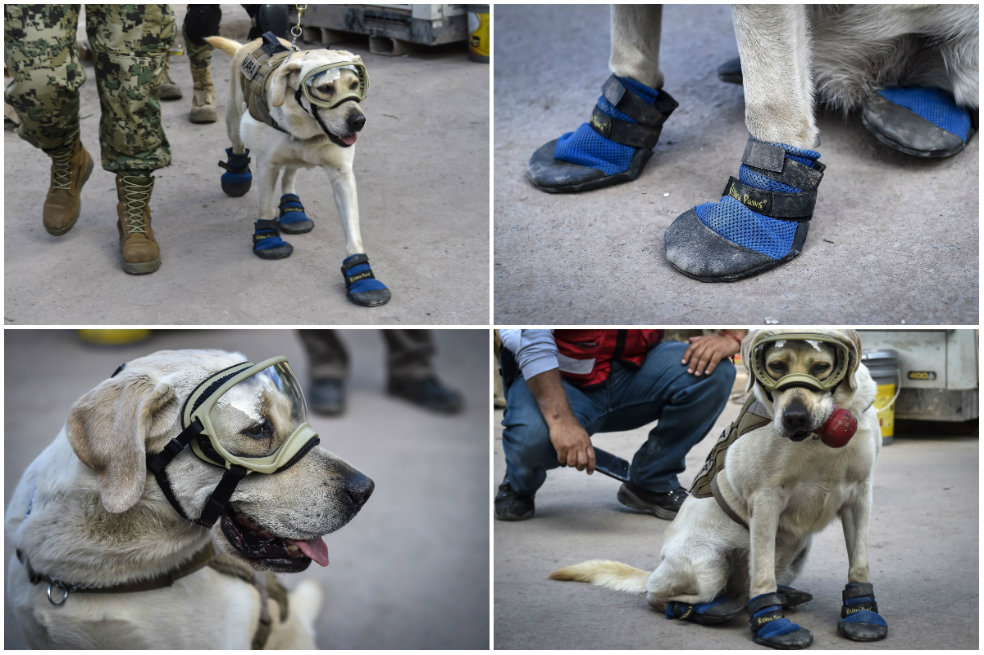 La verdadera Frida: la labradora que ha ayudado en los rescates del terremoto de México