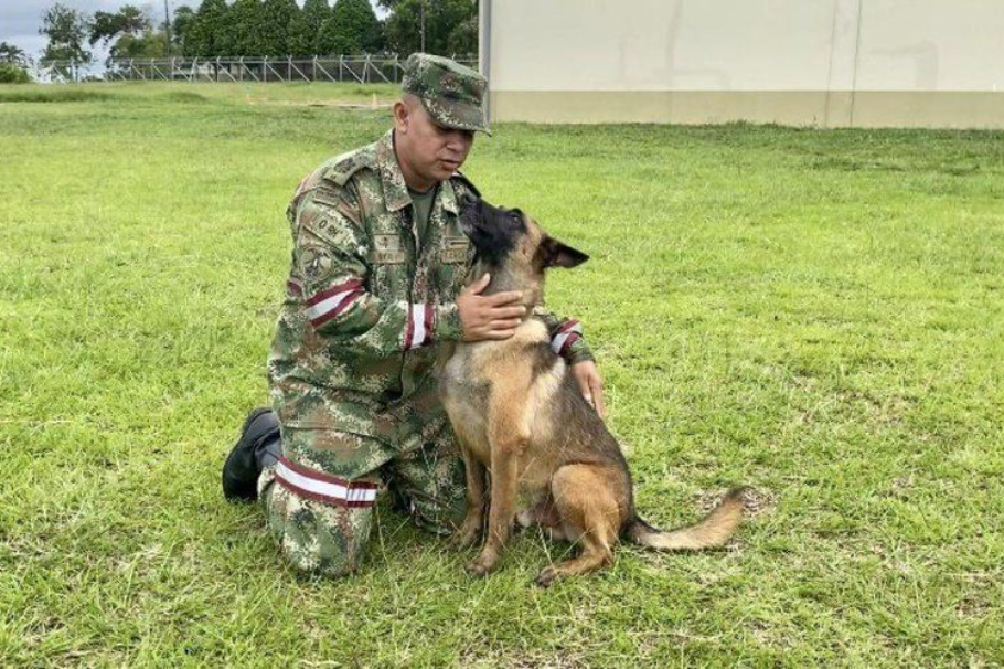 “No lo dejen en la selva”: piden que no se suspenda la búsqueda del perro Wilson