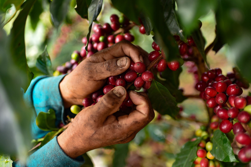 Precios del café alcanzan nuevas alturas en medio de fuerte helada en Brasil
