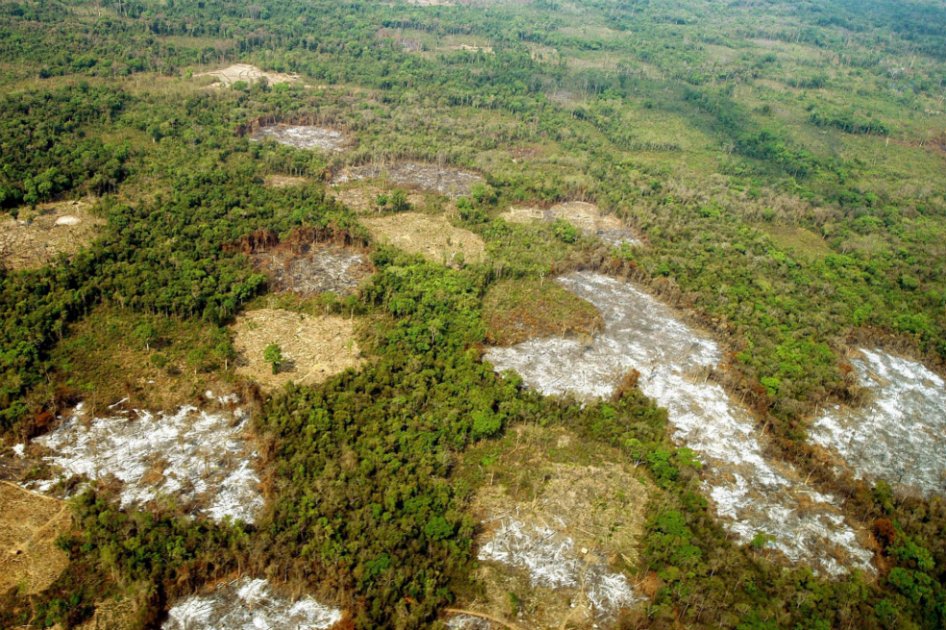 Unión Europea, la mayor importadora de productos de áreas deforestadas ilegalmente