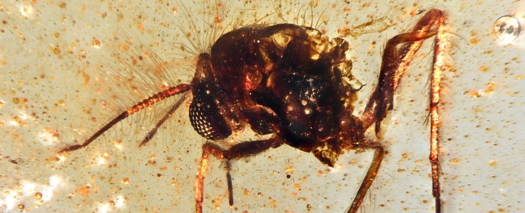 Encuentran insectos de la era de los dinosaurios preservados en ámbar