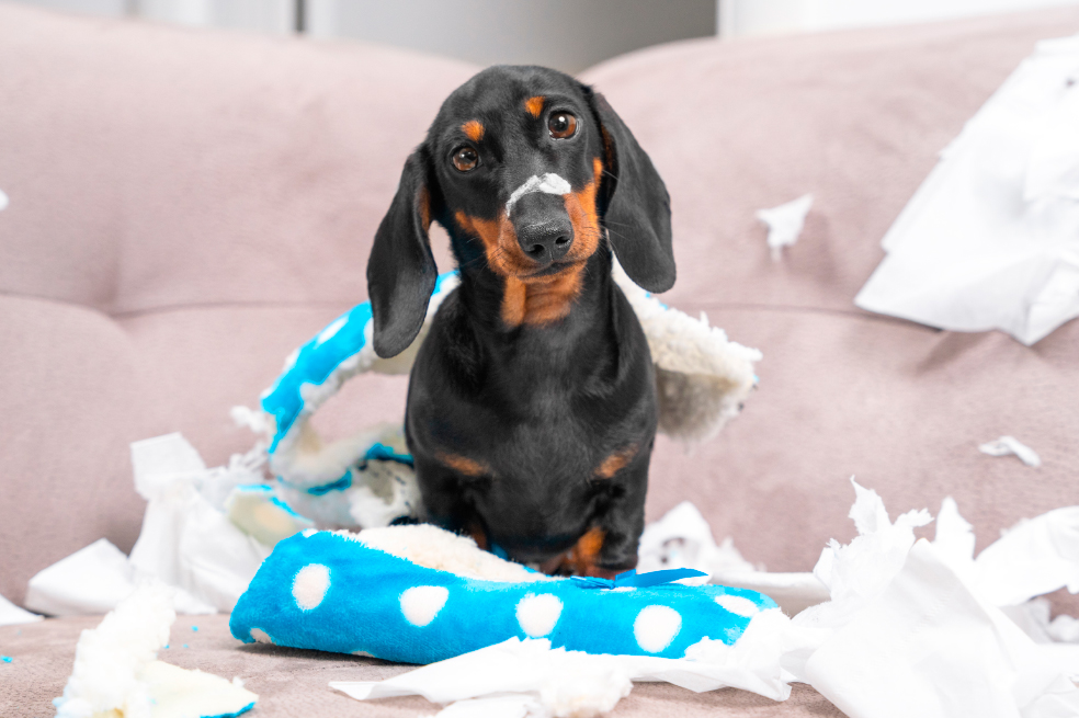 ¡Ojo! Si tienes estas 5 cosas en casa debes tener cuidado con tu perro