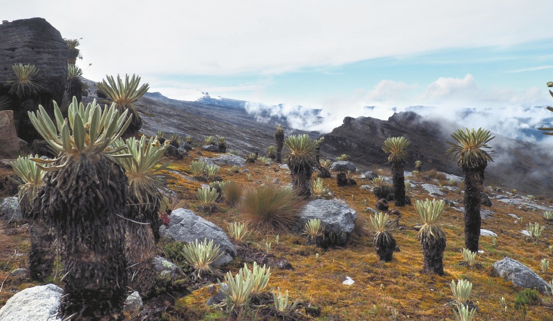 La conservación de páramos: un trabajo que no se logra sin las comunidades