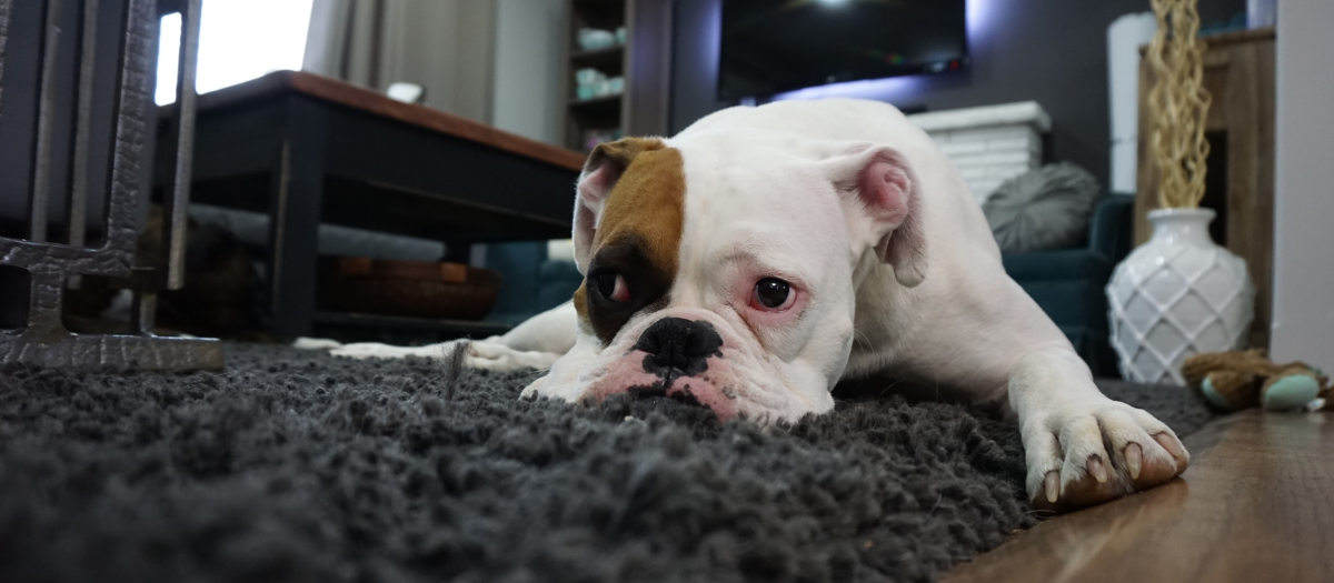 ¿A los perros les da gripe? Estos son los síntomas que pueden presentar