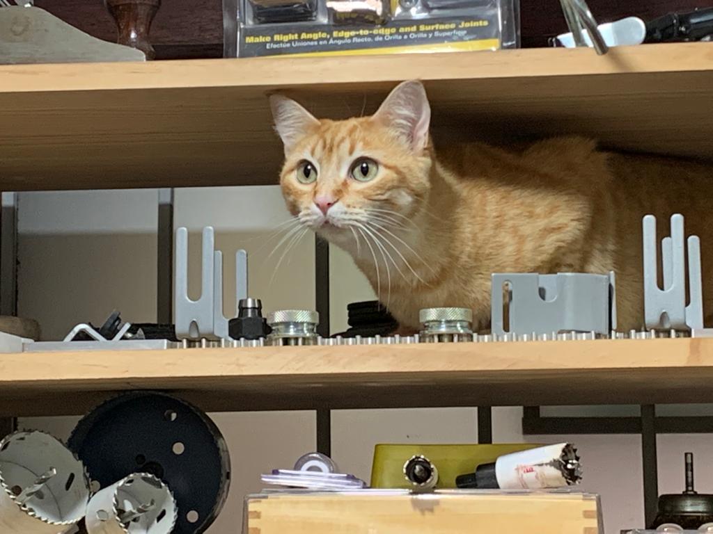 Miguel, su equipo y sus máquinas trabajan no pocas veces vigilados desde lo alto por la mirada inquisitiva de un gato en el “Laboratorio de maquetas arquitectónicas Miguel Forero”