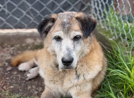 Sussy, la perrita más abuelita de una fundación en Cundinamarca, aún busca hogar