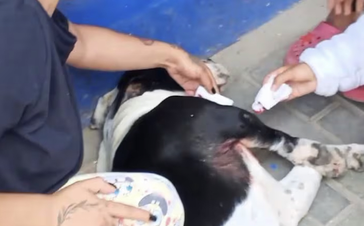 Denuncian a policía por dispararle a un perro en Bogotá, ¿qué dice la institución?