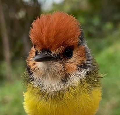 Lanzan primera expedición para conocer el estado de las aves de Colombia