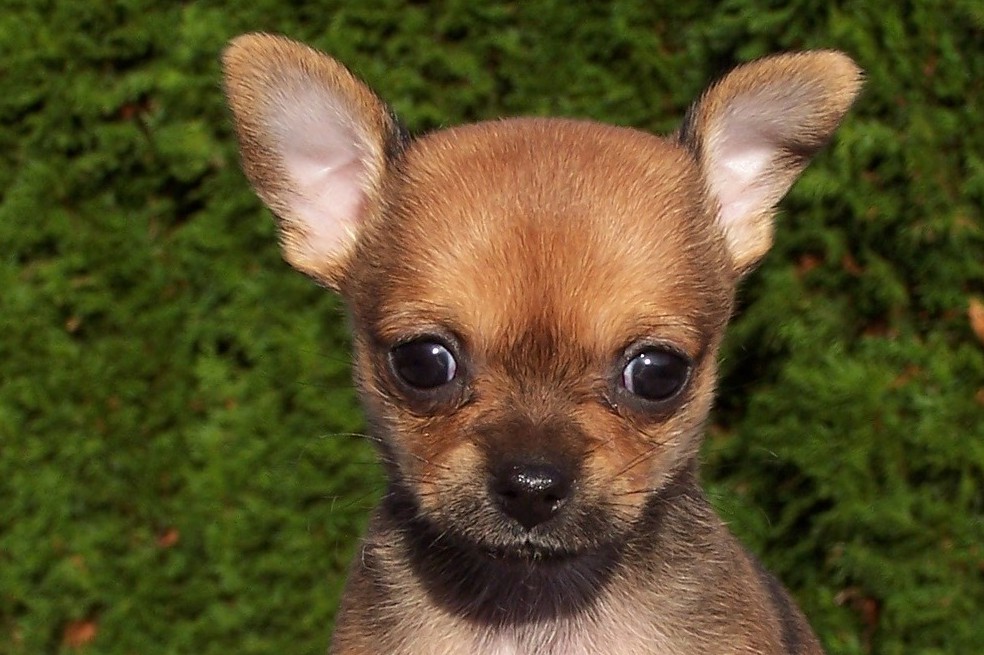 Razas de perros pequeños