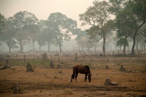 Los focos de incendios en el Pantanal, que Brasil comparte con Paraguay y Bolivia, ya llegan hasta los 5.966.