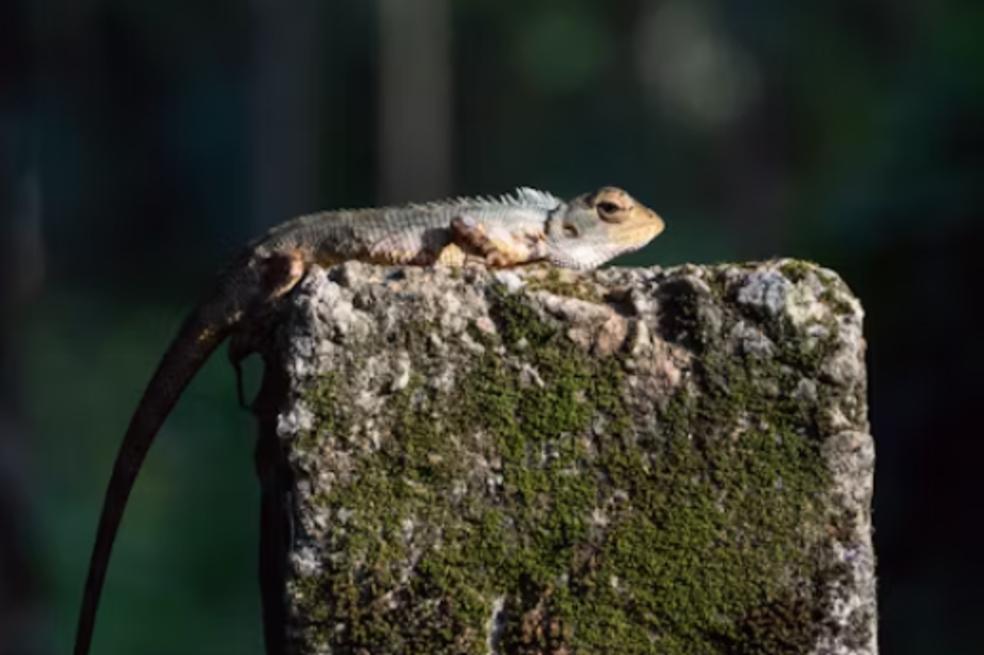 Autoridades en Antioquia reciben 3.846 llamadas para auxiliar fauna silvestre