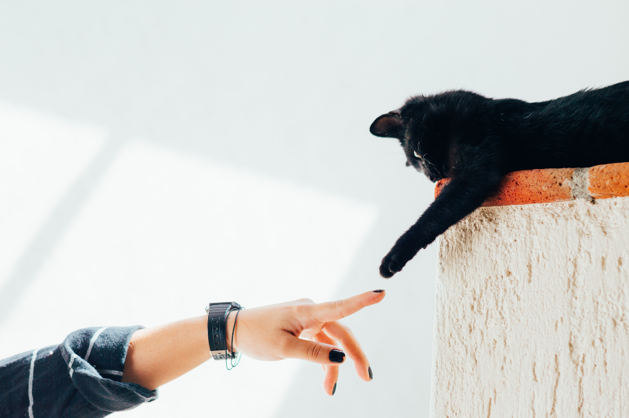 ¿Cómo saber si tu gato te está dominando? Acá te dejamos algunas señales