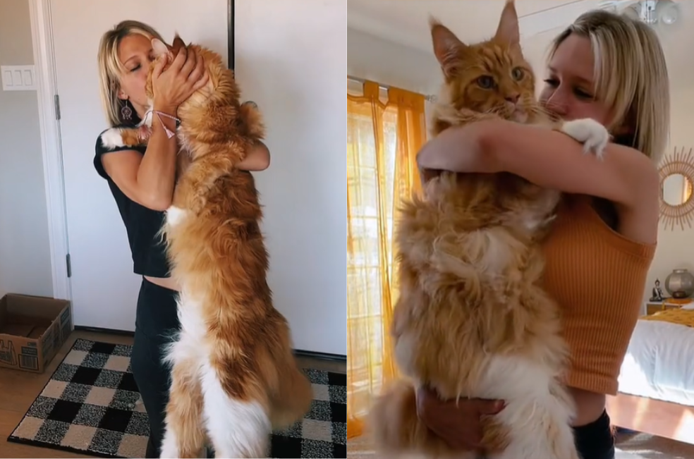 Finn, el gato que sorprende a todos por su colosal tamaño