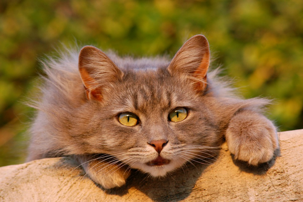 Los gatos también son hipertensos