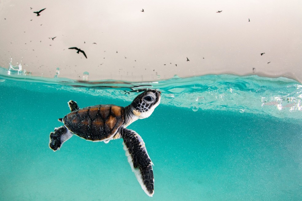 En Heron Island, Australia, una cría de tortuga verde sale a la superficie para tomar aire.