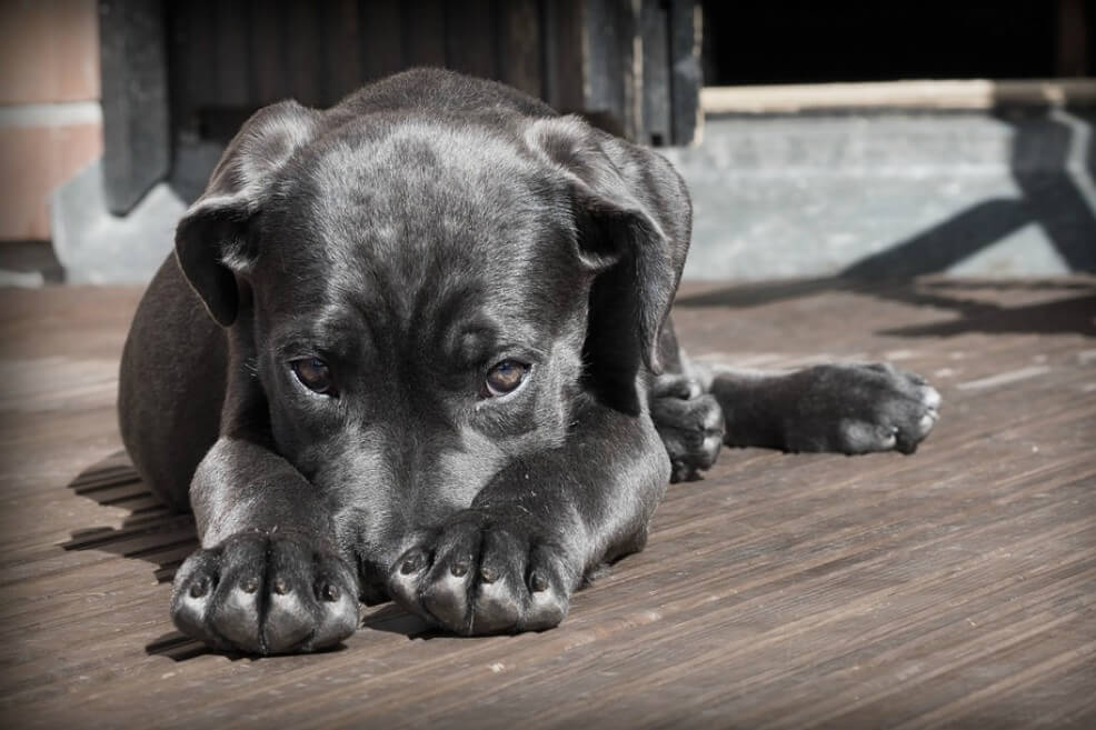 Hallan los cambios epigenéticos detrás del síndrome de domesticación de los animales