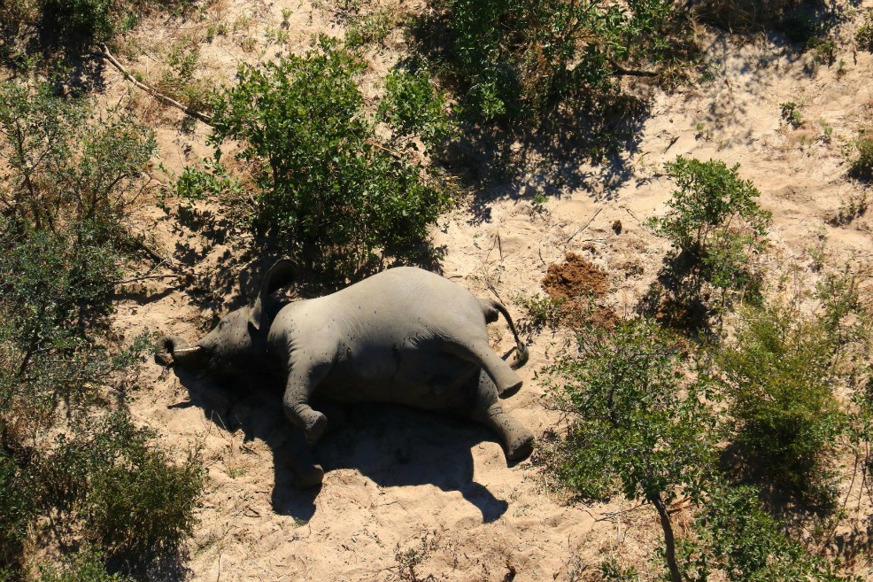 Una bacteria causó la muerte de centenares de elefantes en Botsuana