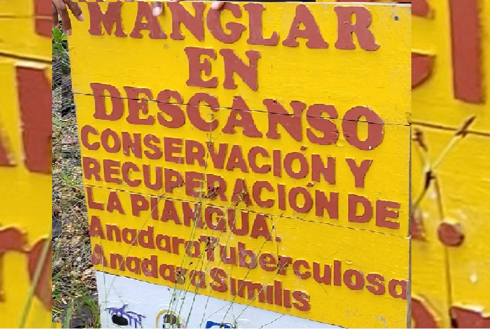 La asociación de pingüeras ha establecido zonas de vedas espaciales por temporadas para evitar la sobreexplotación de la concha, favorecer la reproducción del molusco y facilitar que las zonas de manglar en descanso tengan “un respiro”.