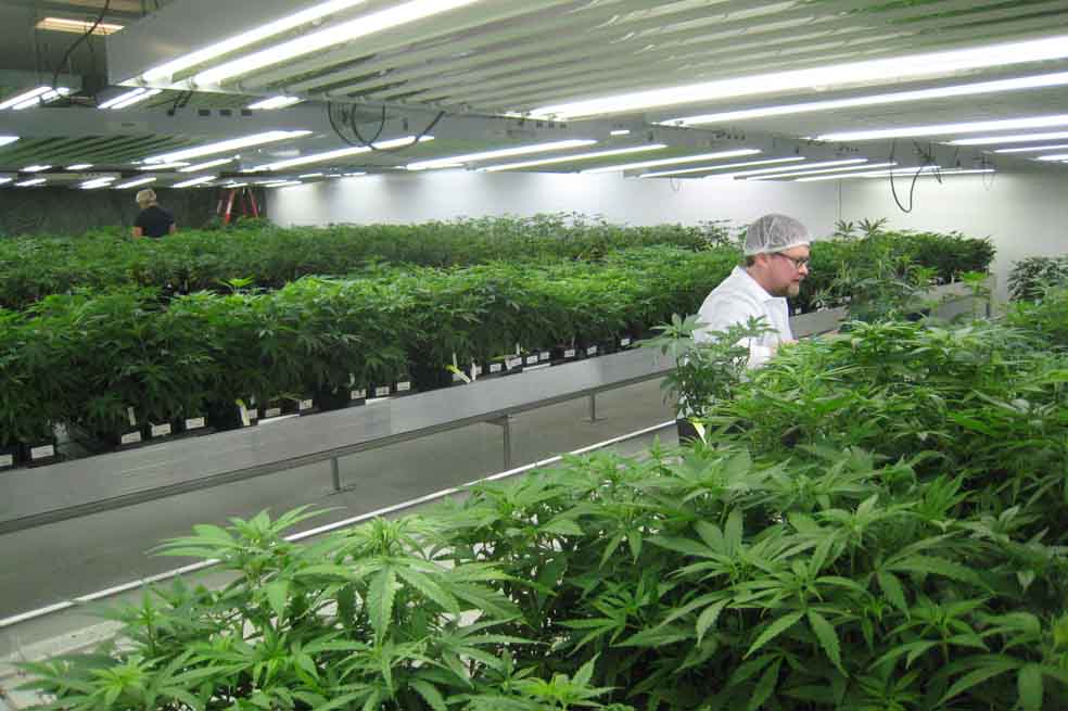 Marihuana, evidencia del uso terapéutico