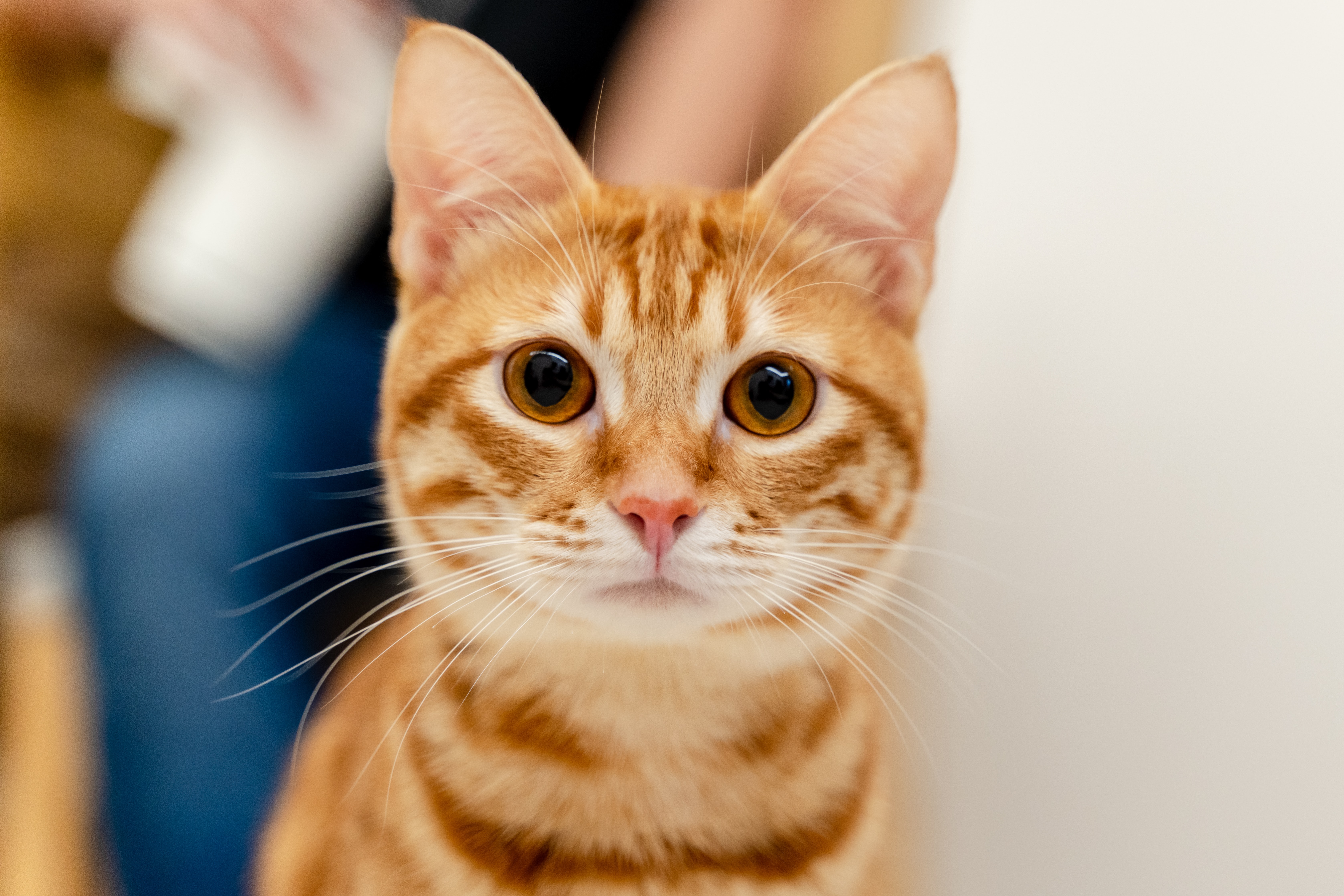 (Fotos) Nombres originales y cortos para gatos naranjas, ¿cuál es su favorito?