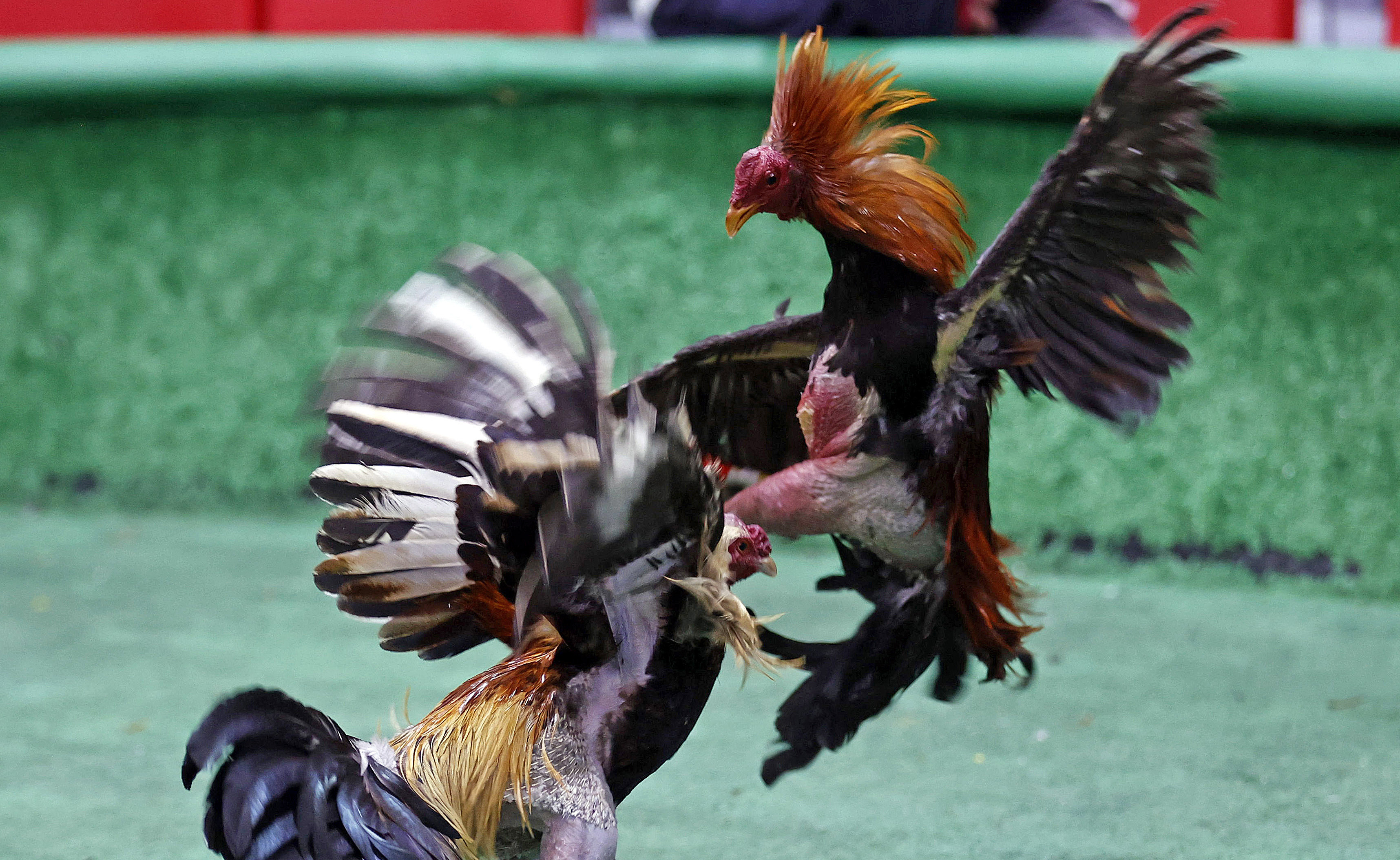 Las peleas de gallos en Colombia, un espectáculo atrapado en el tiempo