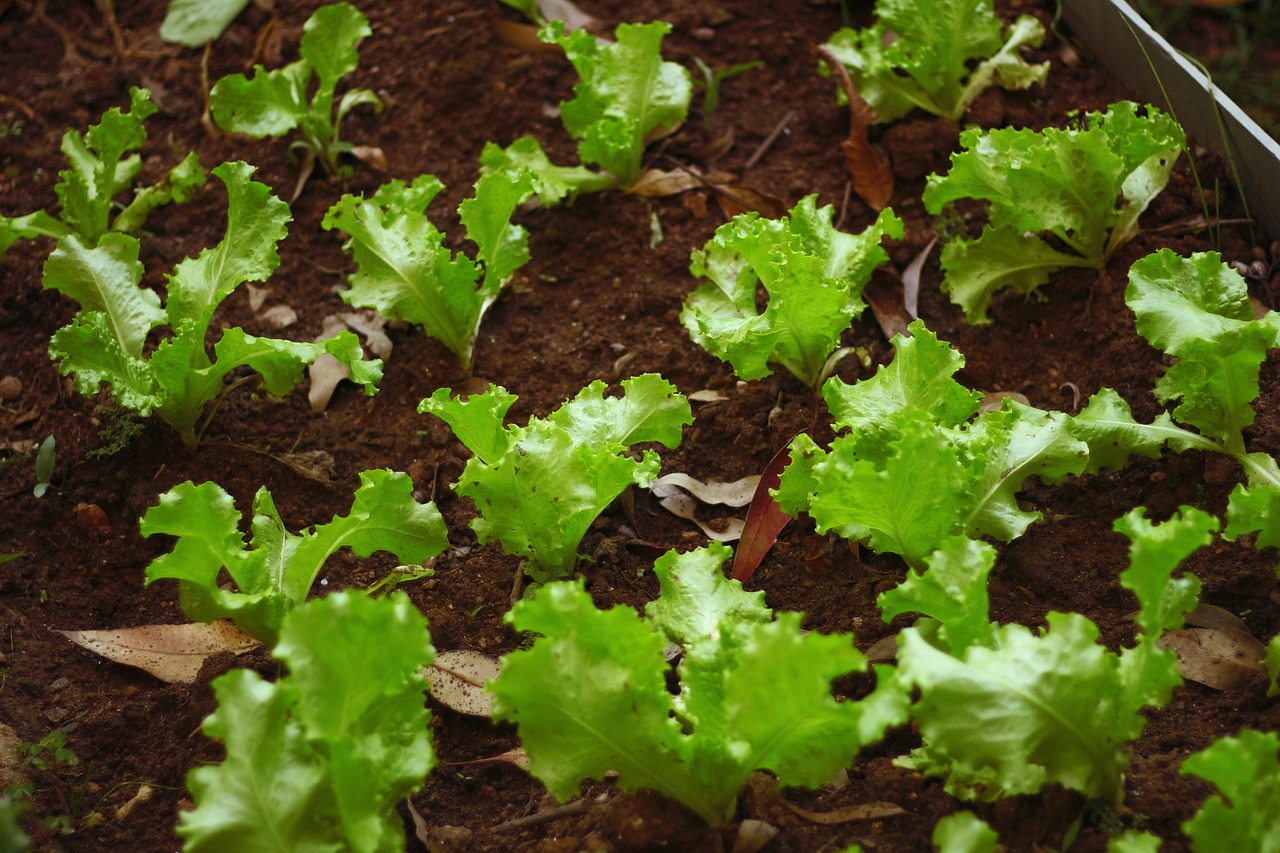 Lechuga crespa o rizada: ¿cómo sembrarla en casa?