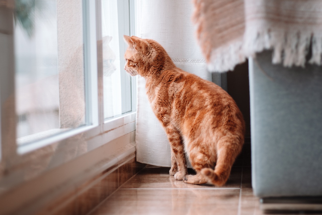 No deje a su gato solo en casa, sin antes saber esto
