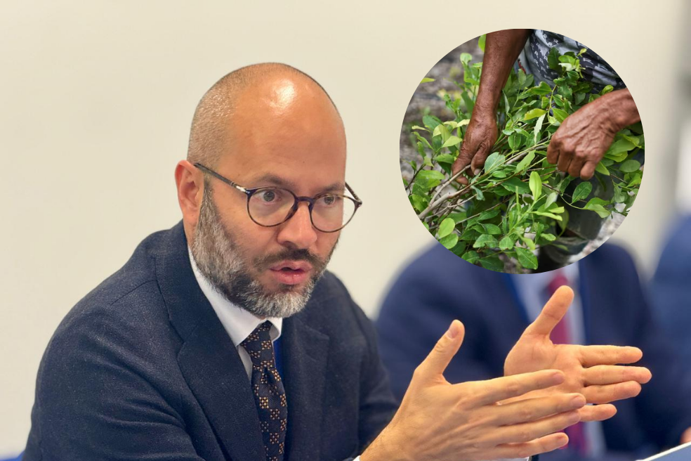 “La erradicación sigue siendo una herramienta contemplada”: director de Política de Drogas