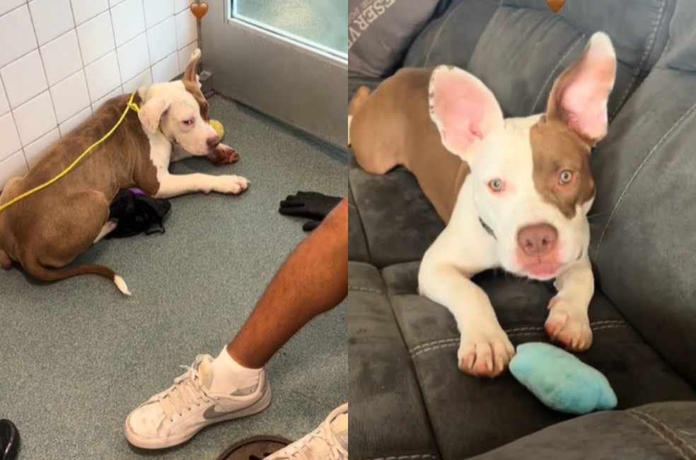 (Video) La transformación de un cachorro que estaba a punto de perder la vida