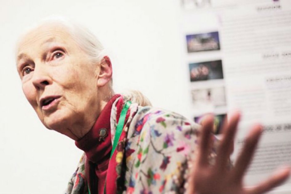 Tres cosas que Jane Goodall le cambiaría al mundo