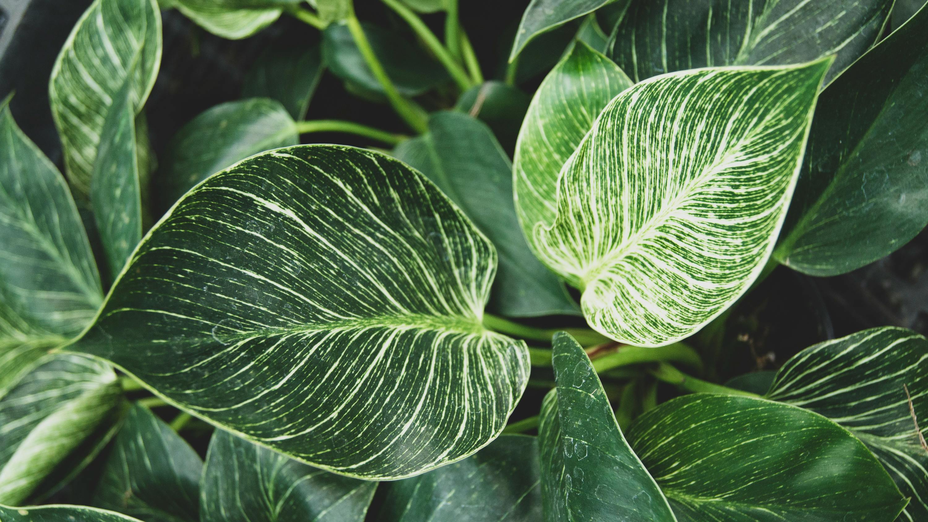 Philodendron 'Birkin'.