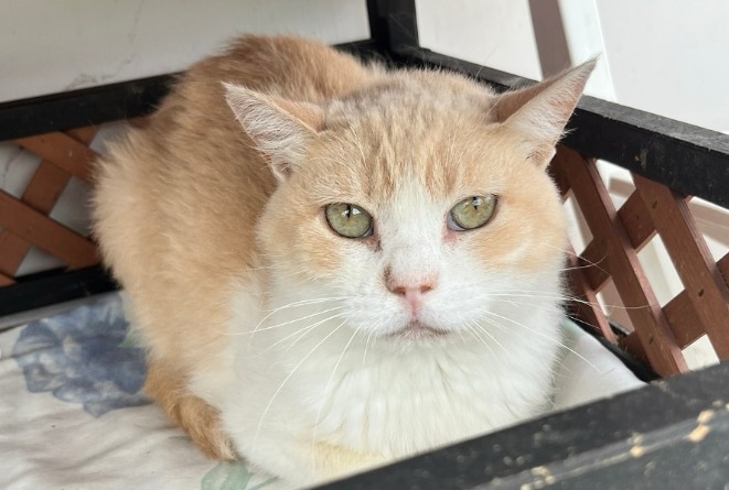 Nata, la gata tímida de un refugio que encontró familia gracias a un video viral