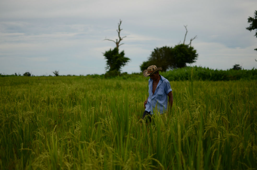 De campesinos a agroempresarios, el cambio que fortalece el campo colombiano