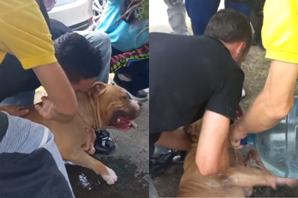 Perro fue abandonado en un carro en Medellín: personas lo ayudaron antes de que se ahogara