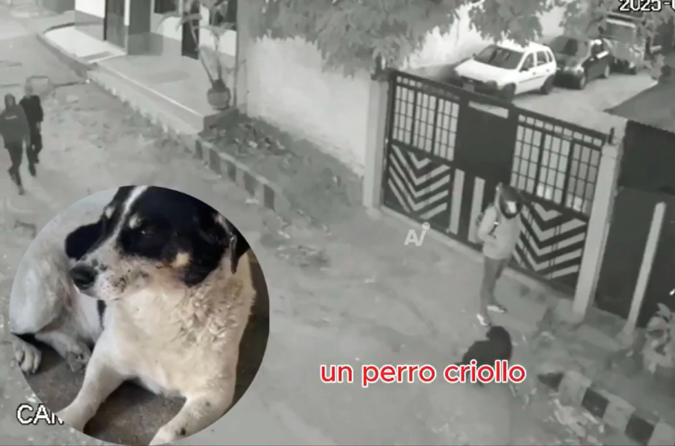La valentía de Muñeco: el perro que protegió a un joven en robo armado en Ibagué